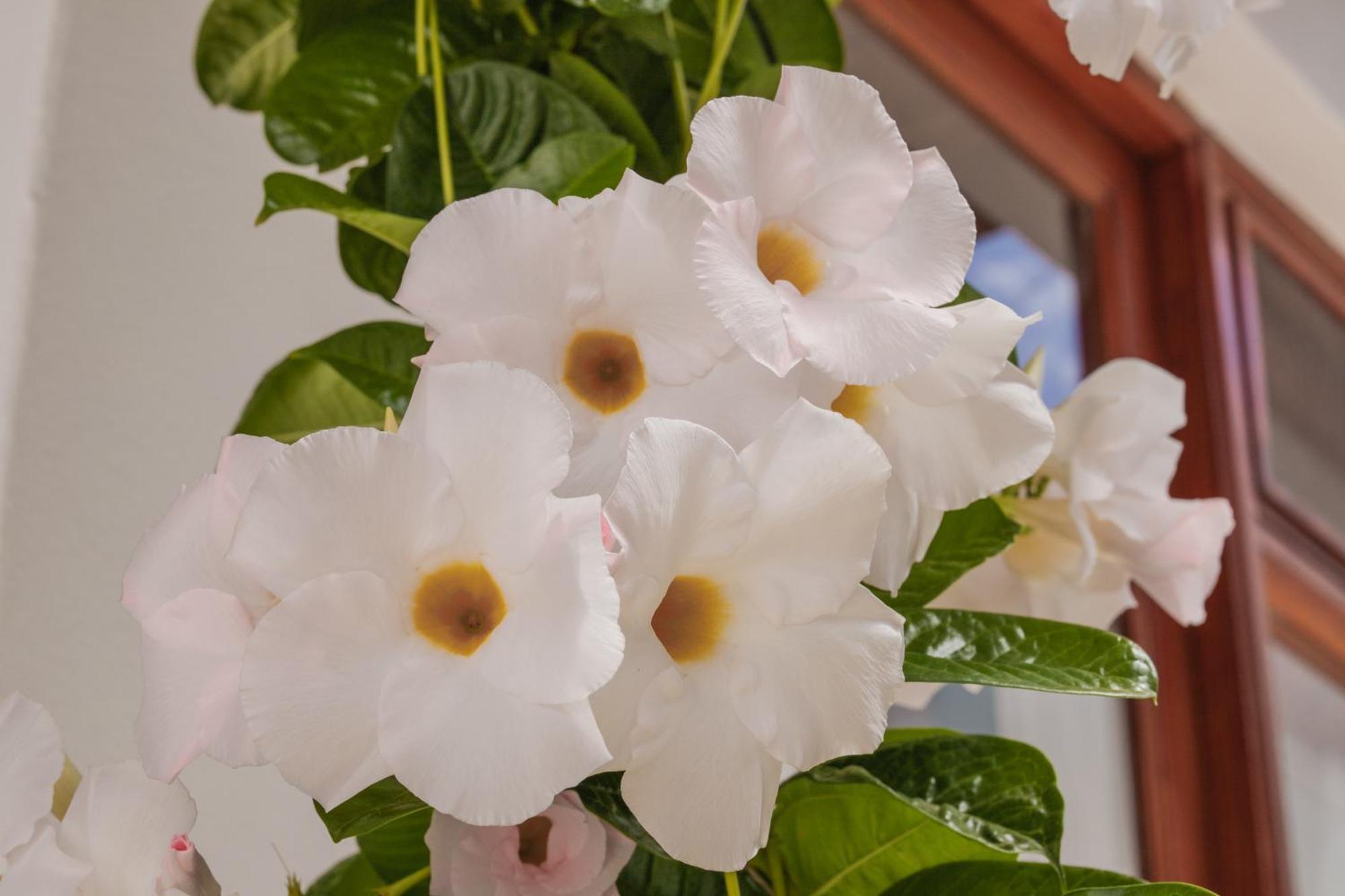 Casa Carmen Villa Haria Ngoại thất bức ảnh